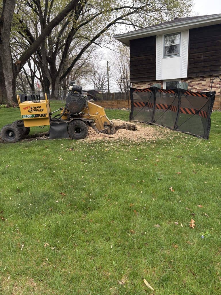 new brighton stump grinding 1