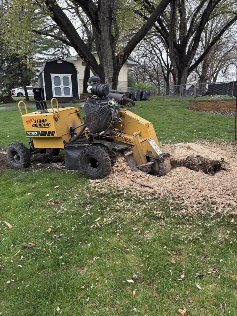 new brighton stump grinding 2